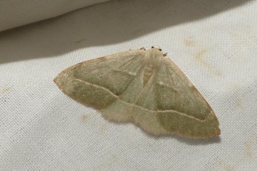Réf. 239 197 : Hylaea fasciaria